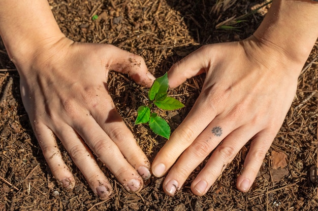 Manos tocando la planta verde joven en el jardín con luz solar