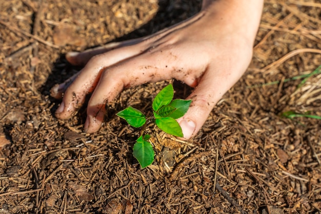 Manos tocando la planta verde joven en el jardín con luz solar