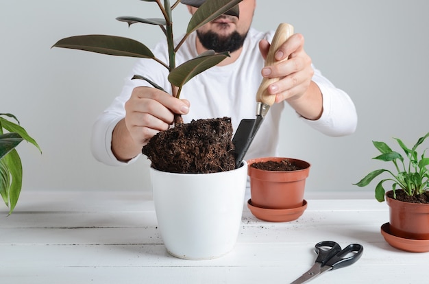 Foto manos trasplantando una planta de interior a una nueva maceta. concepto de jardinería doméstica