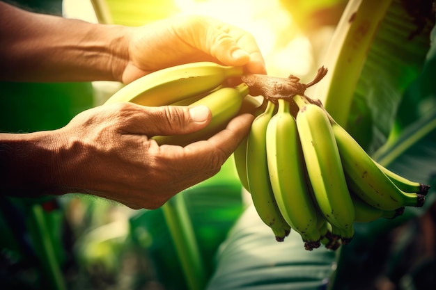 Foto manos, verduras y frutas