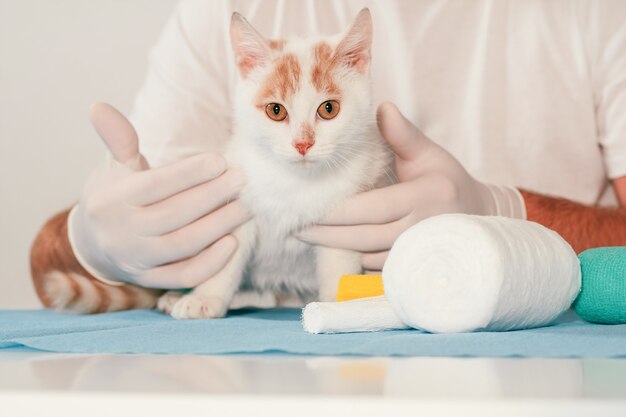 Las manos del veterinario masculino en guantes sostienen el gatito blanco y jengibre, en la mesa para un examen médico