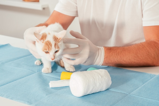 Las manos del veterinario masculino en guantes sostienen el gatito blanco y jengibre, en la mesa para un examen médico