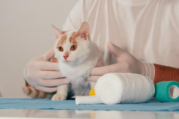 Las manos del veterinario masculino en guantes sostienen el gatito blanco y jengibre, en la mesa para un examen médico