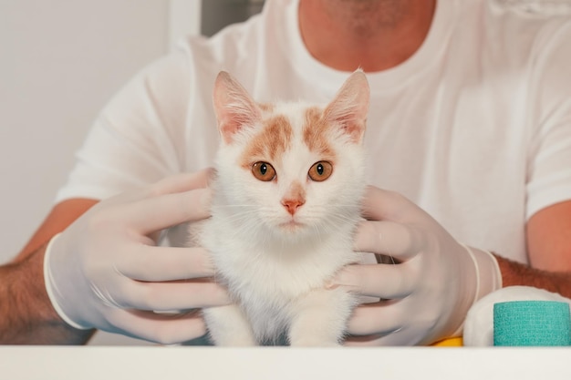 Las manos del veterinario masculino en guantes sostienen el gatito blanco y jengibre, en la mesa para un examen médico