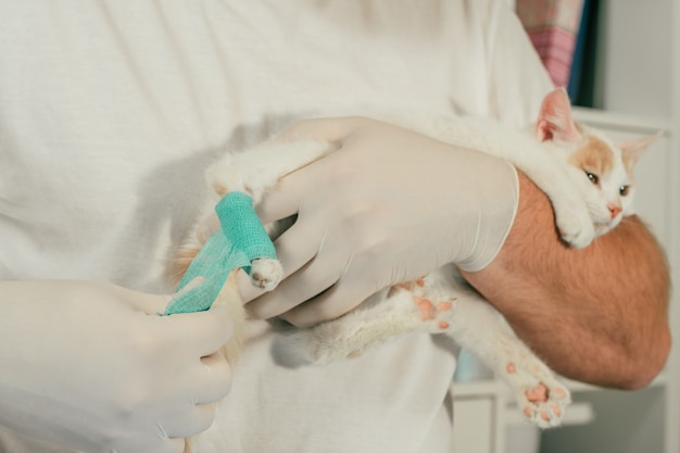Las manos del veterinario masculino en guantes sostienen el gatito blanco y jengibre vendando la pata lesionada con un vendaje de autofijación verde
