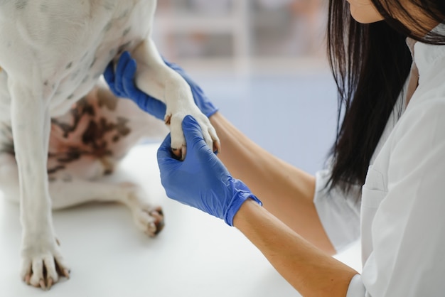 Las manos del veterinario revisan la pata de un perro