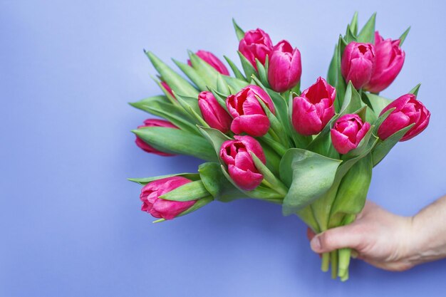 Mans mano sosteniendo ramo de tulipanes de flores frescas sobre un fondo azul.