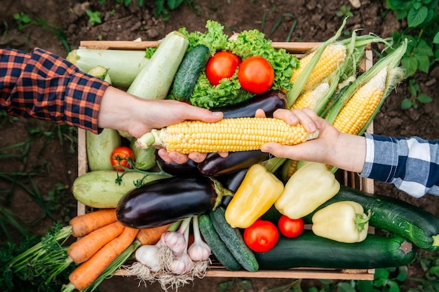 Mans manos y mujeres sosteniendo maíz en el fondo caja de madera llena de verduras