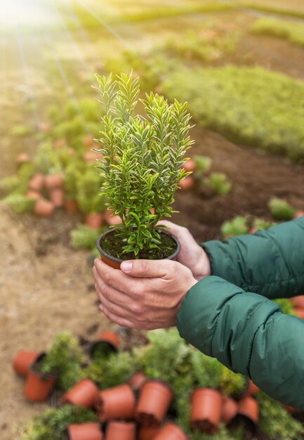 Mans mãos segurando uma panela com planta verde