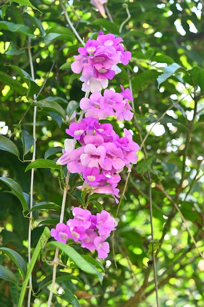 Mansoa alliacea roxa fresca florescendo botões de flores de alho flor de videira ao ar livre no jardim botânico