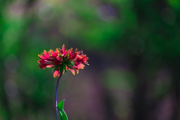 Manta de flores