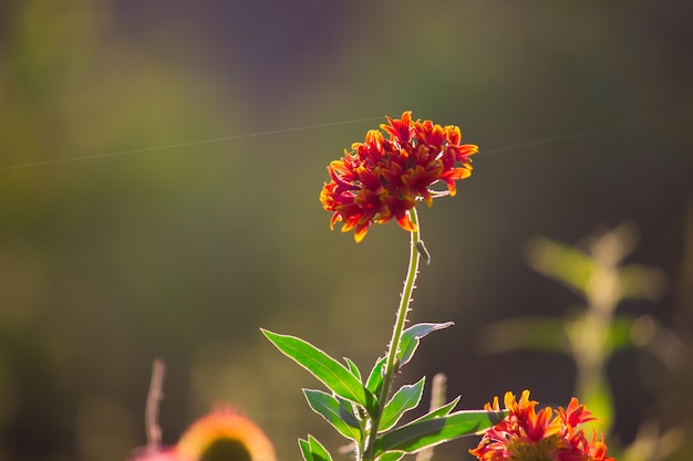 Manta de flores