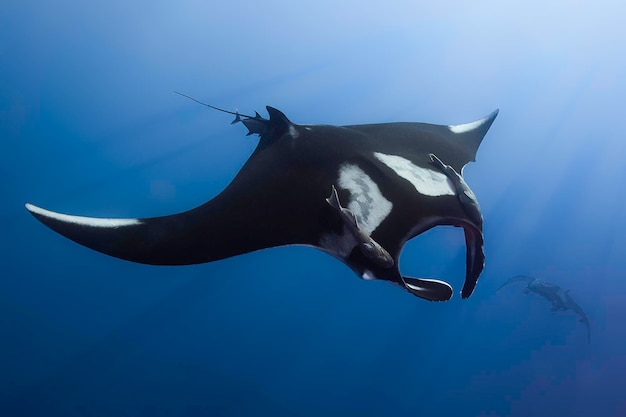 La manta gigante del Pacífico nadando en las costas de México.
