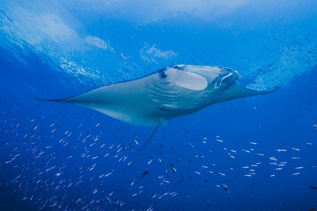 Foto manta oceánica nadando en el océano