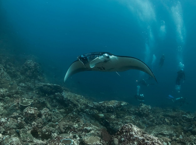 Manta ray em th recife de coral