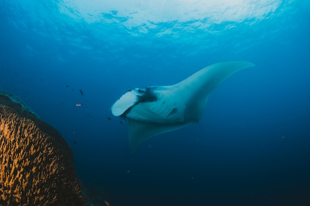 Manta ray Filter Fütterung über ein Korallenriff in den blauen Wasser
