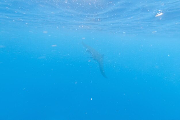 Foto manta raya en el agua azul del océano
