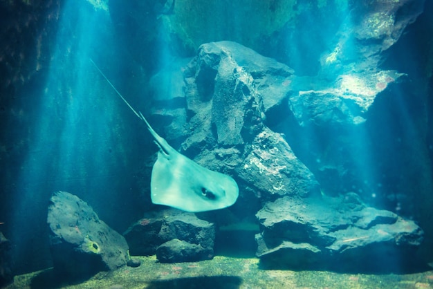 Foto manta raya flotando bajo el agua cerca del arrecife de coral