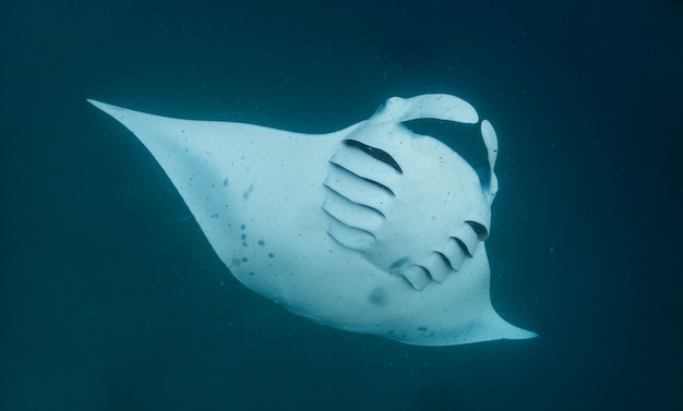 Foto mantarraya de arrecife en maldivas