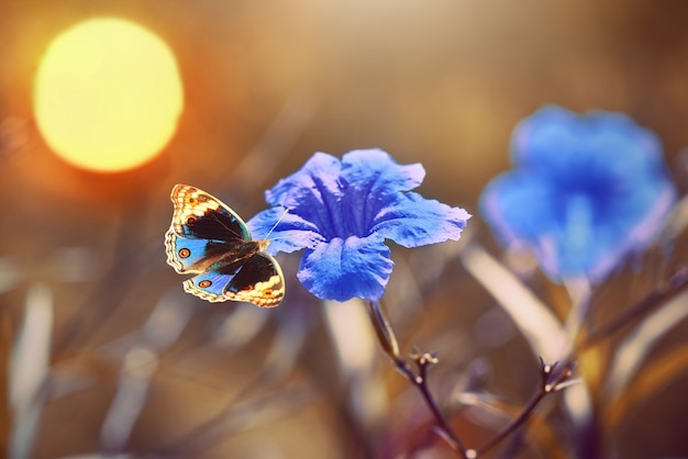 Manteigas em flor em jardim tropical