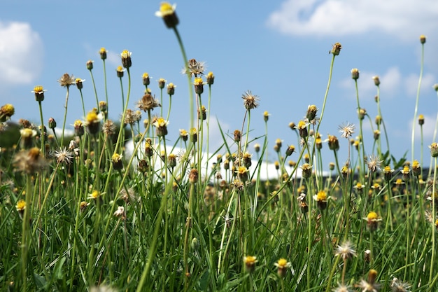 Mantelknöpfe Blumenfeld mit Wolken auf den Hintergründen des blauen Himmels im öffentlichen Garten