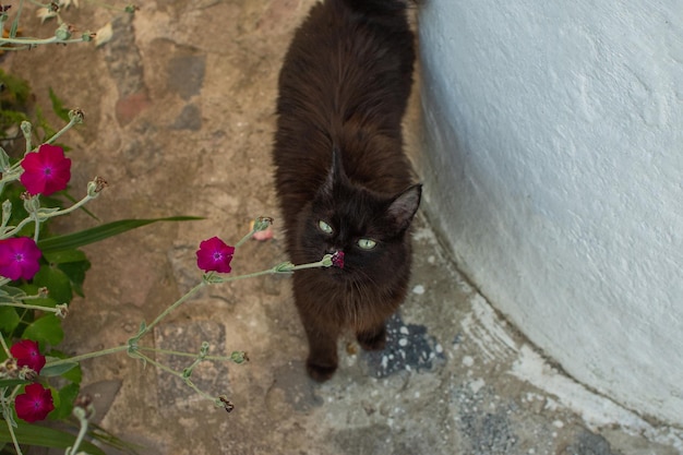 Mantener seguro al gato al aire libre Proporcione el mejor ambiente para mantener seguro al gato al aire libre