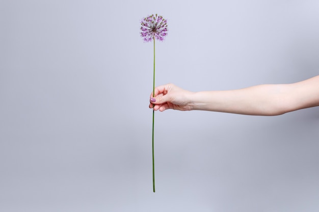 Mantenga a mano una flor rosa en tallo alto aislado sobre fondo gris con espacio para copiar texto