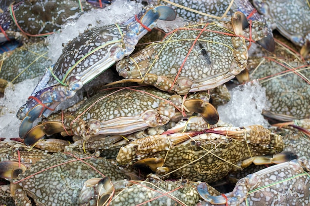 Mantenha caranguejo fresco no gelo para frutos do mar