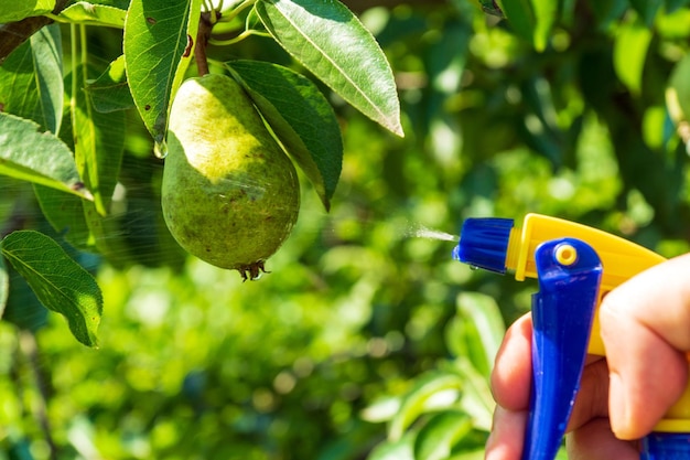 Foto mantenimiento de jardines de verano pulverización de ramas en los árboles tratamiento de frutos de pera para enfermedades o plagas