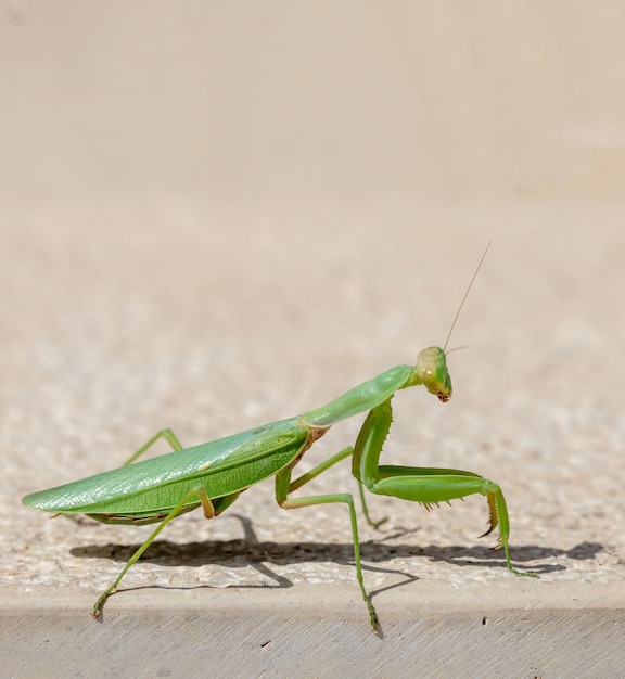 Foto mantida verde em fundo de parede de cor bege