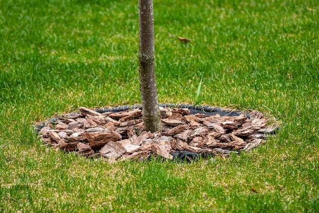 Mantillo de corteza Corteza de pino El tronco de un árbol joven Hierba verde Capa protectora Cuidado de las plantas