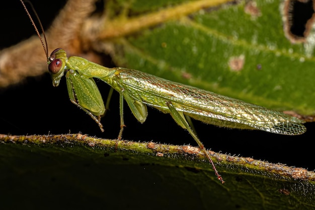 Foto mantis acontistida macho adulto