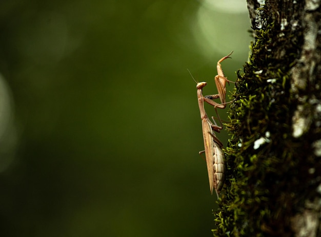 Una mantis se alza sobre el tronco de un árbol