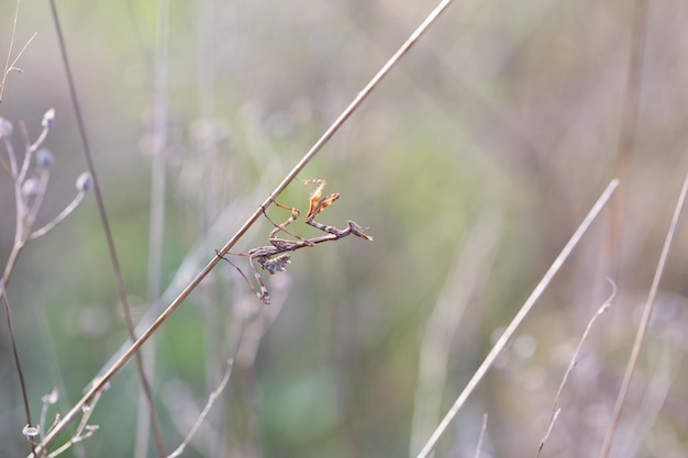 Mantis andando pela biodiversidade de grama marrom e cuidados com o ecossistema