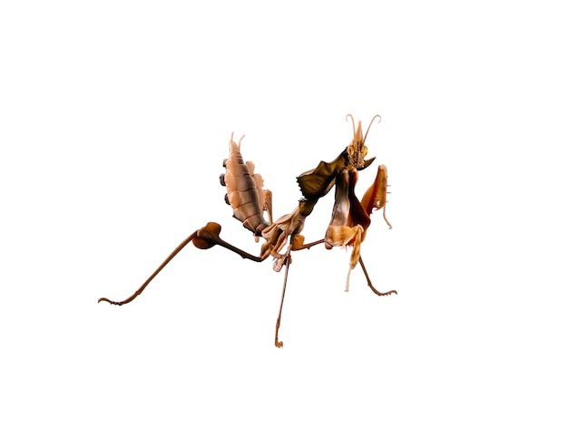 Mantis animal em miniatura de cor castanha em fundo branco