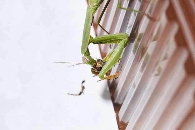 La mantis común (lat. Mantis religiosa) se come una araña.