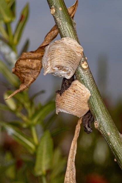 Mantis-Ei-Fall der Gattung Oxyopsis