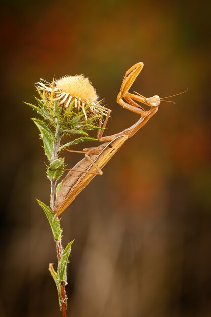 Mantis europea de pie sobre una flor silvestre con patas delanteras unidas en verano