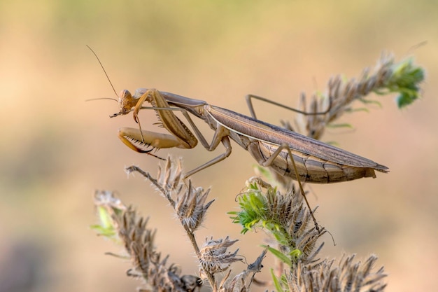 Las mantis europeas Insectos