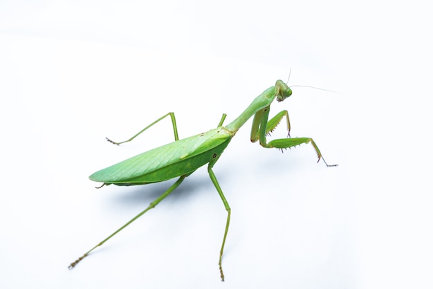 Una mantis femenina en blanco