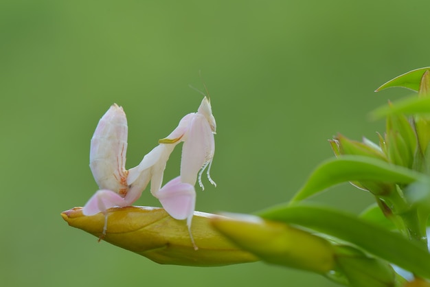 Mantis fliegen auf schwarzem Hintergrund