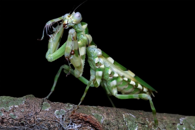 Mantis de flores con bandas en el primer plano de insecto de rama Mantis de flores con bandas aislado sobre fondo negro