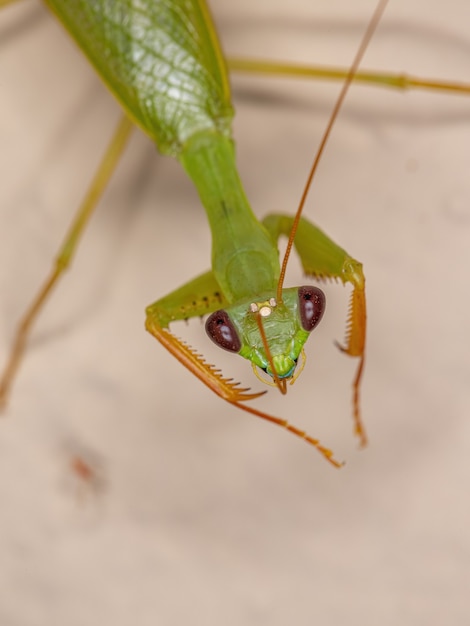 Mantis Fotinídeo Verde Adulto da Tribo Photinaini