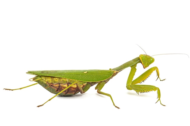 Mantis gewöhnlich oder Mantis religiös isoliert auf weißem Hintergrund