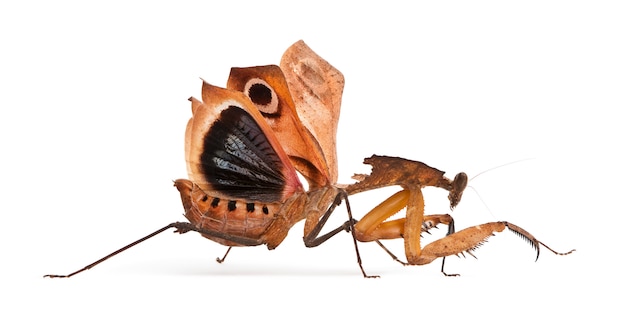 Mantis gigante de hoja muerta, Deroplatys desiccata,