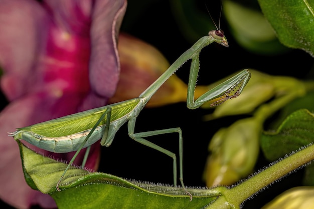 Mantis hembra adulta