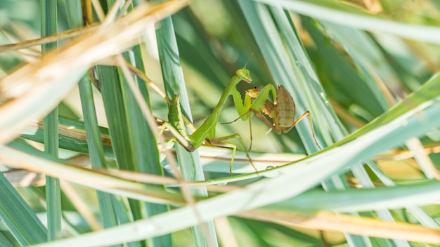 Mantis hembra está almorzando después del apareamiento. Sochi, Rusia.