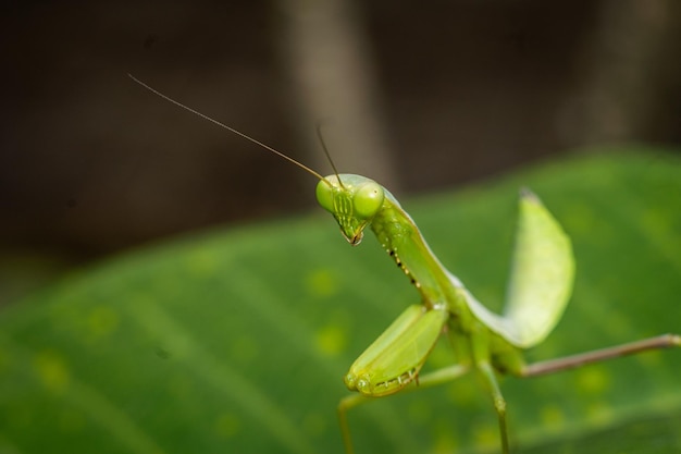 mantis insecto fotografía macro foto premium