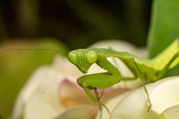 mantis insecto fotografía macro foto premium