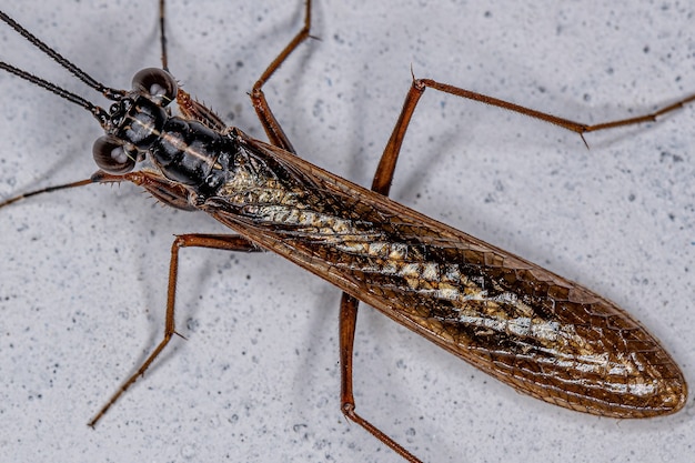 Foto mantis mantoidida adulta del género mantoida